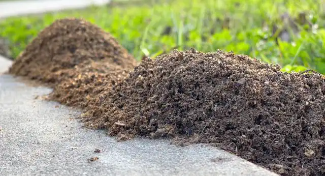 Муравьиная колония