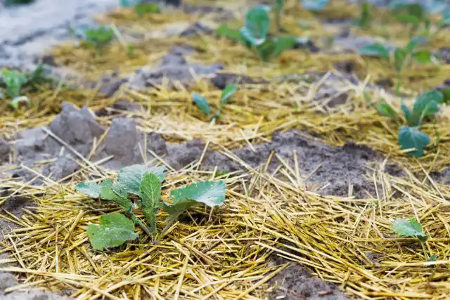 Добавьте немного мульчи, чтобы сохранить влажность почвы