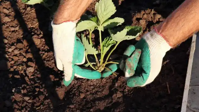 Висаджуємо розсаду полуниці на