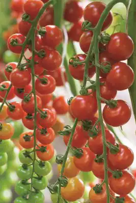 Гибрид томата «Терек F1»