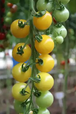 Гибрид томата «Золотой поток F1»