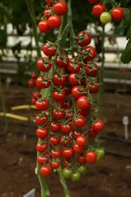 Гибрид томата «Эльф F1»