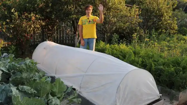 Висаджуємо пекінську капусту у