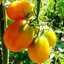 Томат «Де Барао желтый»