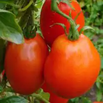 Томат «Буян красный»