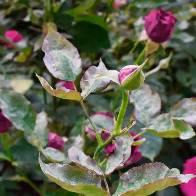 Мучнистая роса на розе