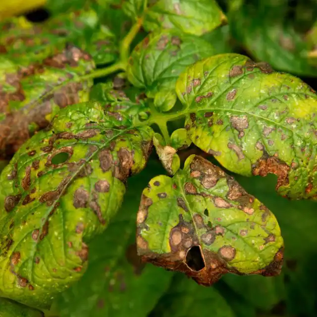 Алтернариоз на картофеле