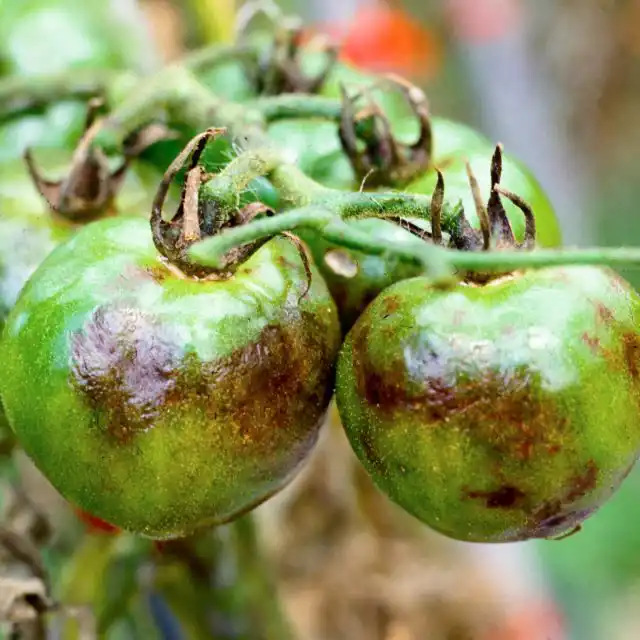 Фитофтороз на томатах