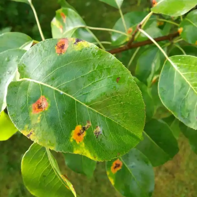 Ржавчина на груше