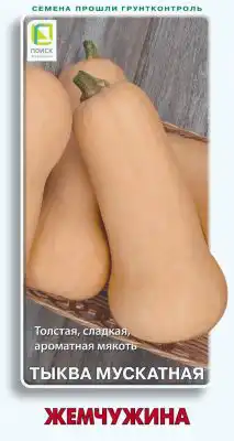 Сорт тыквы «Жемчужина»