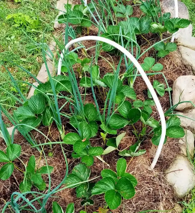 Оба растения со слабой корневой системой, но зато долгоносика нет!