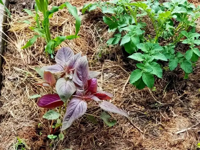 Северную часть бахчи прикроют амарант и кукуруза