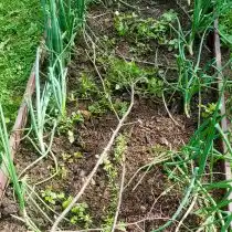 Разорённая котом грядка