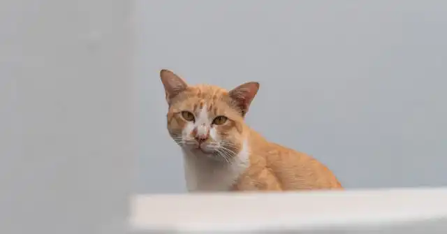 Укус на животном можно упустить из виду