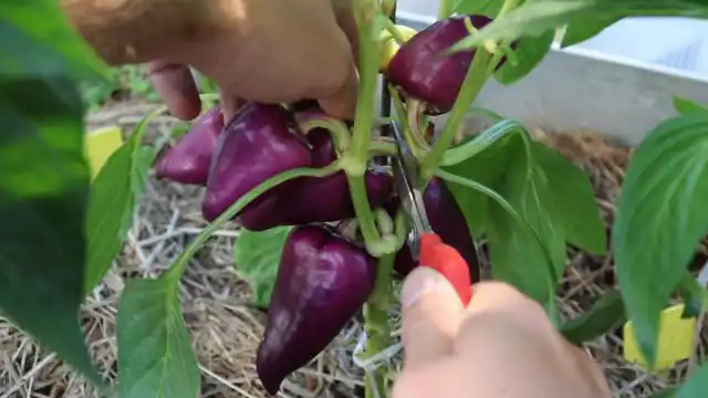 лучше срезать плоды, растущие внутрь куста, пока они еще находятся в стадии технической спелости