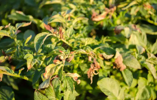 Зараженный фитофторозом куст картофеля