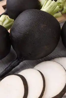 Сорт редьки «Ночка»