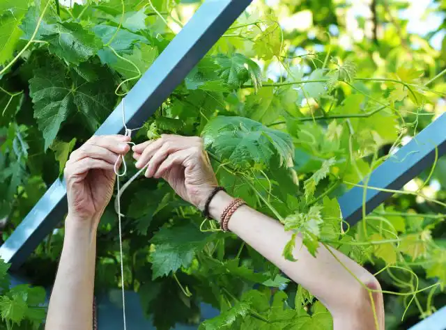 Постепенная подвязка — ключ к здоровому винограду и оптимальному развитию лозы.