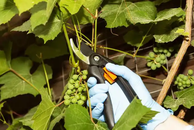 Обрезка винограда — почти самое сложное