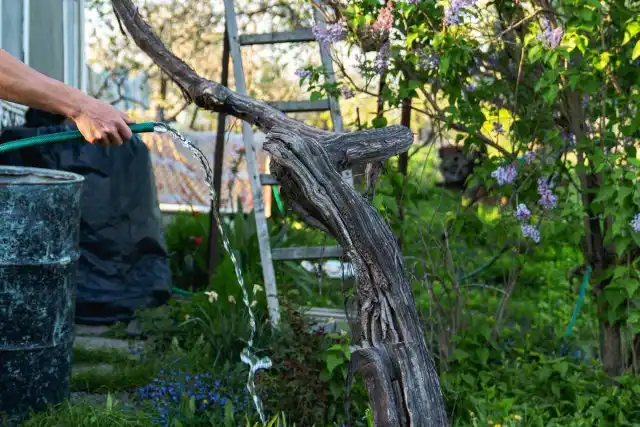 Поливают виноград аккуратно, в специальную круговую канавку