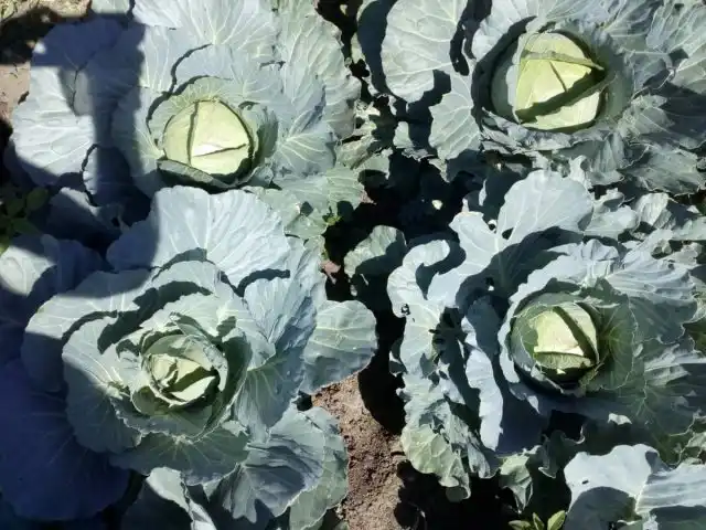 Контроль (без обработки) / «ВЛ 77» 20 мл на 10 л воды «Оракул мультикомплекс» 20 мл на 10 л воды «Оракул сера актив» 40 мл на 10 л воды