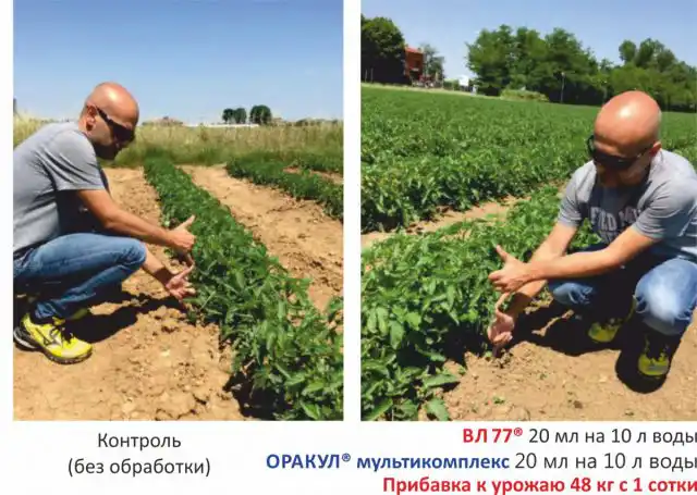 Применение «Оракул мультикомплекс» «Вл 77»