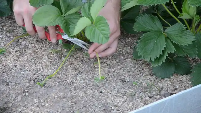 Лучшее обрезать усы, когда они выросли до 15-20 см и на них уже появились листочки.