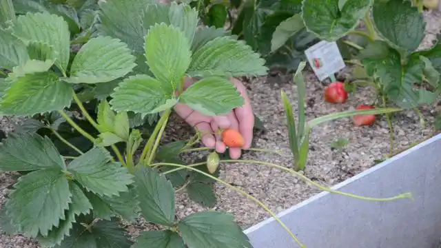 Як правильно розмножувати