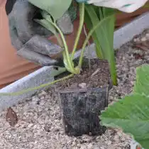 Выберите ус с сформировавшейся розеткой, положить его на землю в стаканчике и зафиксируйте железной шпилькой