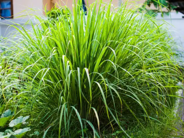 Западно-индийское лимонное сорго (Cymbopogon citratus)