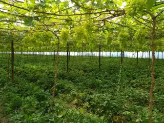 Богатый урожай винограда радует глаз