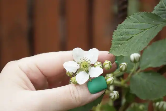 Регулярный осмотр малины поможет максимально рано заметить любые признаки заражения.