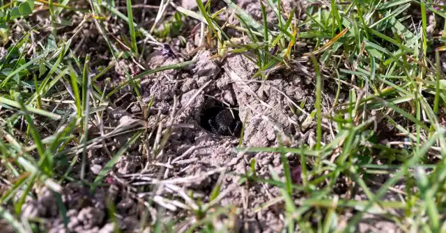 Медведка в земле