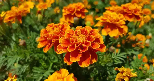 Бархатцы могут помочь в отпугивании медведки запахом