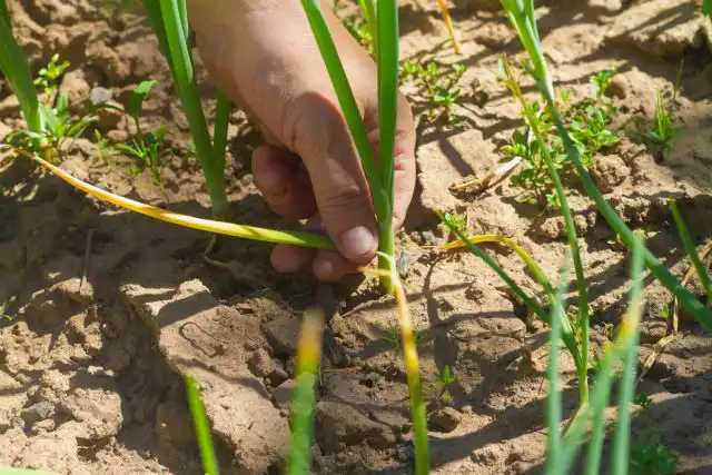 Луковая муха — главный вредитель, наносящий немалый урон посадкам в апреле и мае