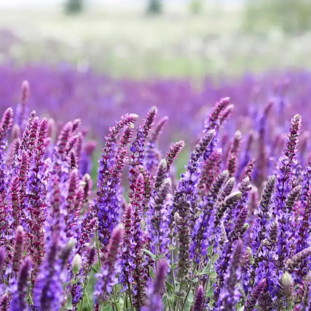 Шалфей лекарственный