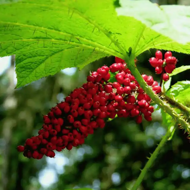 Заманиха высокая