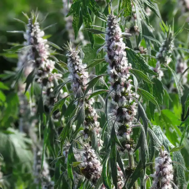 Пустырник сердечный