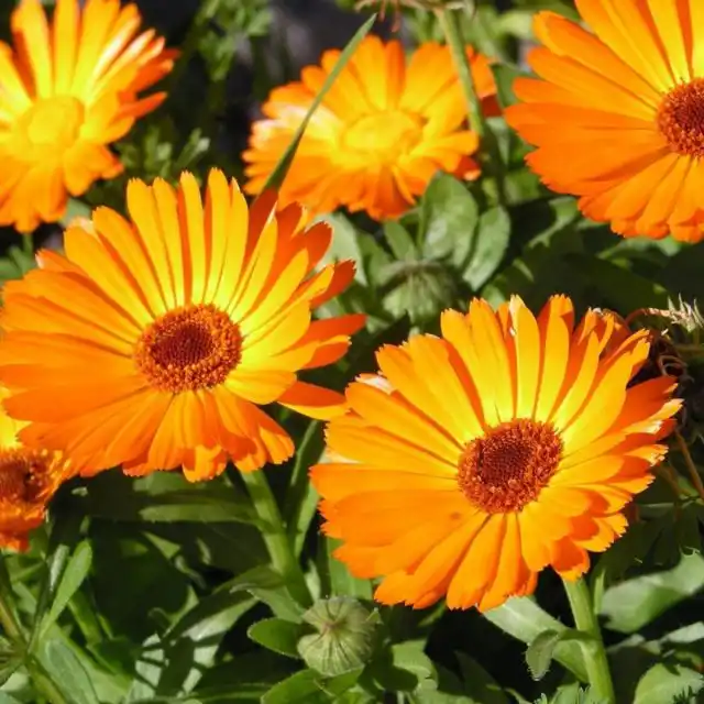 Яркие цветы календулы