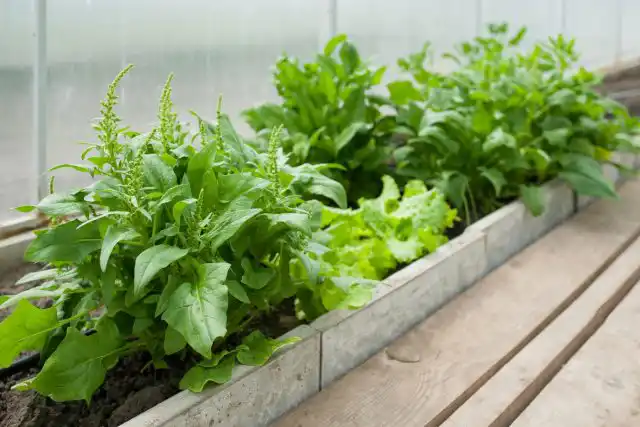 Стрелкование шпината