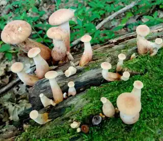 Юные пилолистники