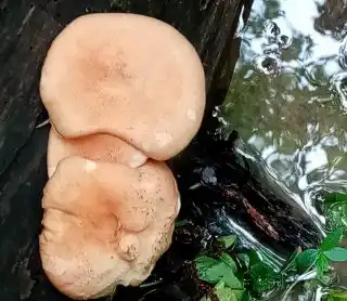 Молодые пилолистники