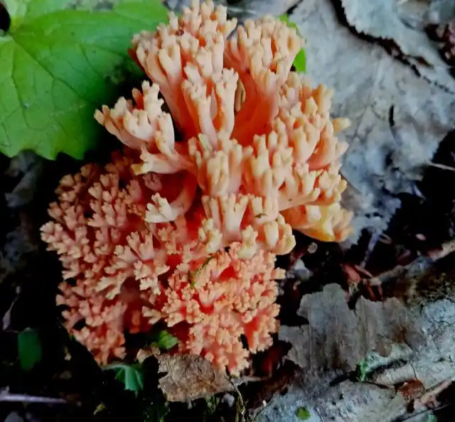 Два плодовых тела рамарии разного возраста, нижний — самый вкусный