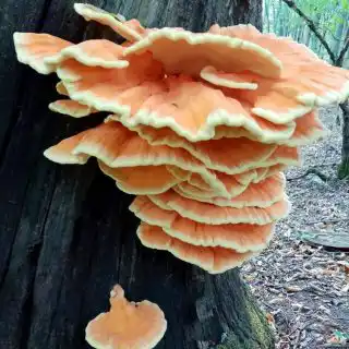 Жёлтая кромка трутовика ещё съедобна и вкусна