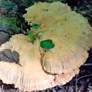 Окончательно переросший трутовик