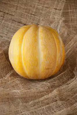 Сорт дыни «Эфиопка»