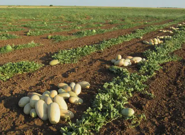 Сорт дыни «Торпеда»