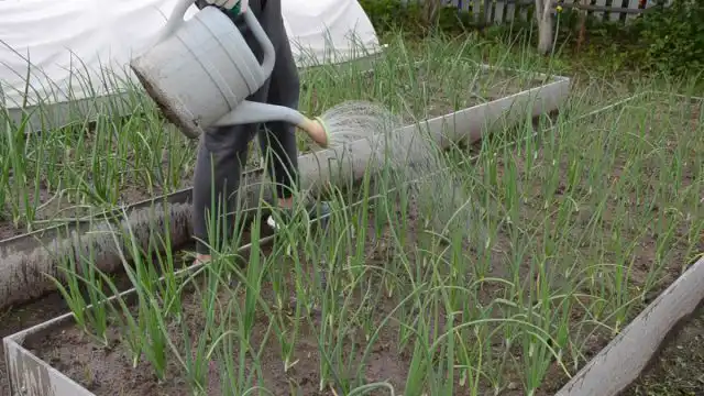 До середины лета поливайте грядки регулярно и обильно: 1 раз в 2-3 дня. Затем объемы поливов нужно сократить до 1-2 раз в неделю.