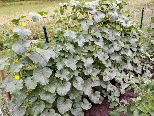 Дыня «Шаранте» — идеальный кандидат для вертикального озеленения