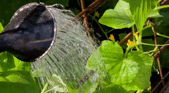 Важно обеспечить правильный полив